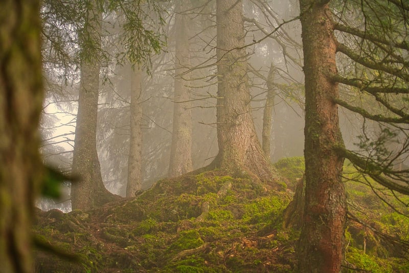 Forest Reception